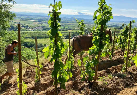 Belle Travail au cheval
