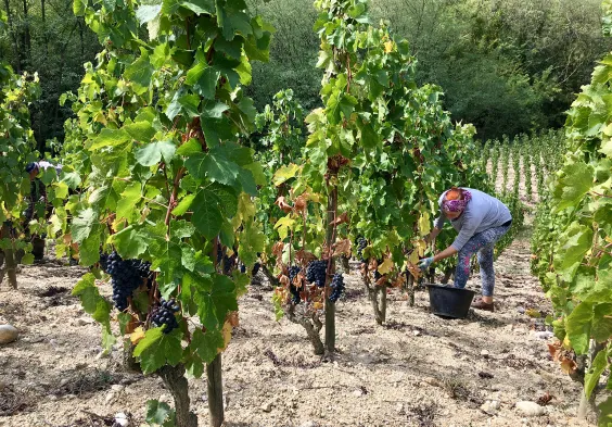 Belle Vendanges sur les Kaolin