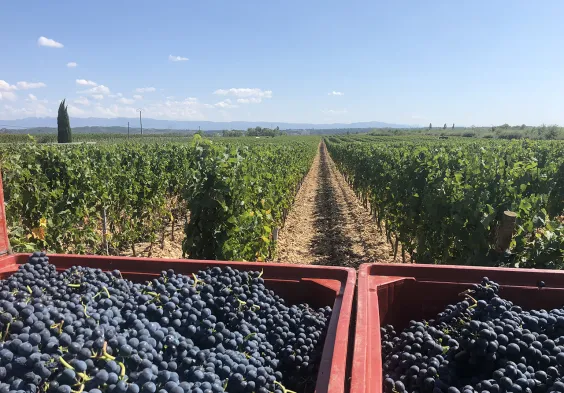 Belle Vignes sur galets roules Les Pierrelles