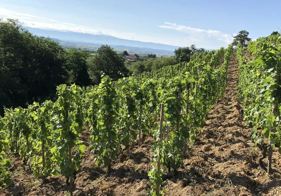 Belle Vignoble Roche Pierre 223