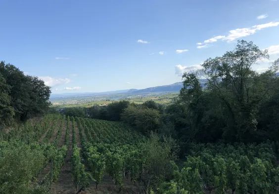 Belle Vignoble Roche Pierre 324