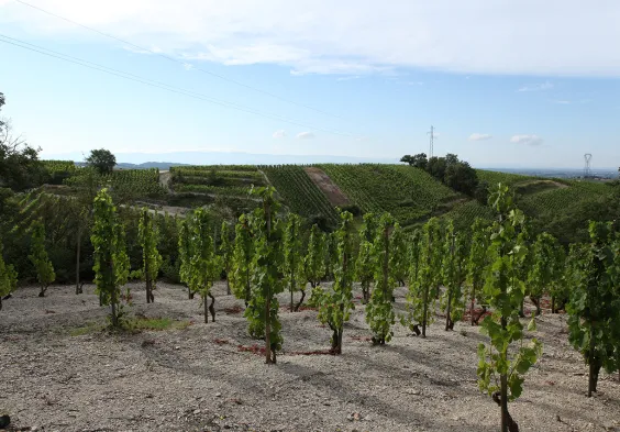 Belle Vignoble de Larnage Lieu dit  Le Chateau  sur les Kaolin