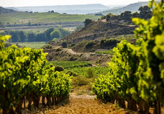 Bideona Landschaft Weingaerten