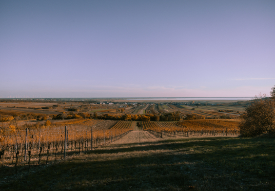 Bioweingut Edelhof 4