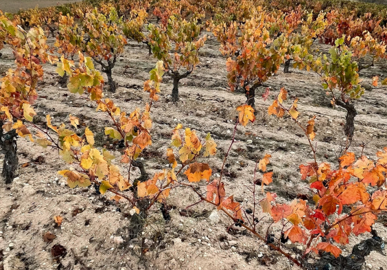Bodega Callejo Rebzeilen Herbst