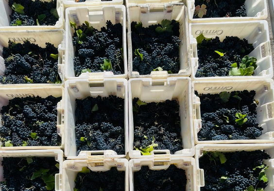 Bodega Callejo Rotwein Kisten