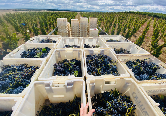 Bodega Callejo Rotwein Lese