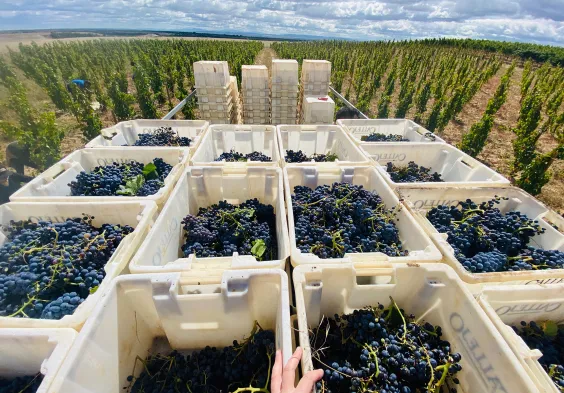 Bodega Callejo Rotwein Lese