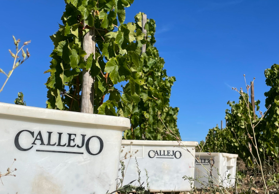 Bodega Callejo Stockkultur Lesekisten