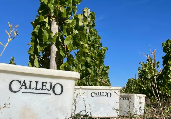 Bodega Callejo Stockkultur Lesekisten