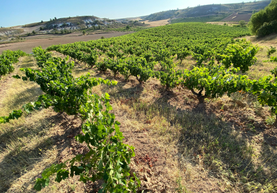 Bodega Callejo Weingarten Landschaft