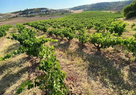 Bodega Callejo Weingarten Landschaft