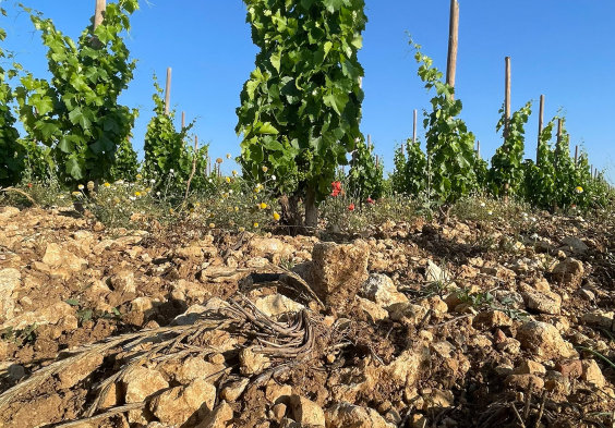 Bodega Callejo Weingarten Steine