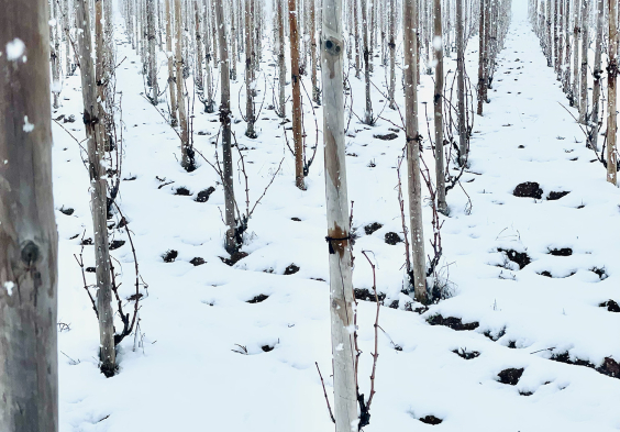 Bodega Callejo Weingarten Winter Schnee