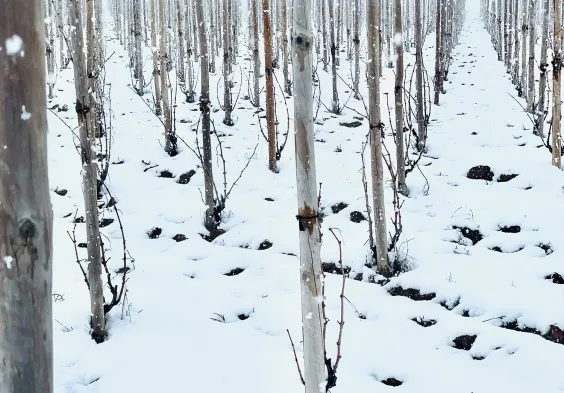 Bodega Callejo Weingarten Winter Schnee