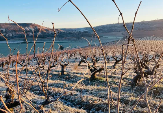 Bodega Callejo Weingarten Winter