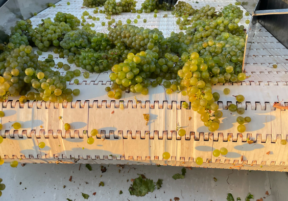 Bodega Callejo Weisswein Sortiertisch
