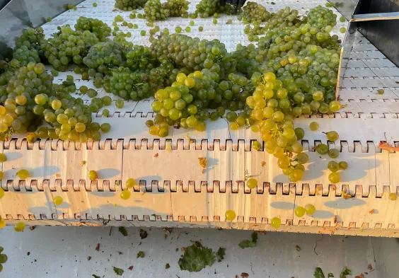 Bodega Callejo Weisswein Sortiertisch