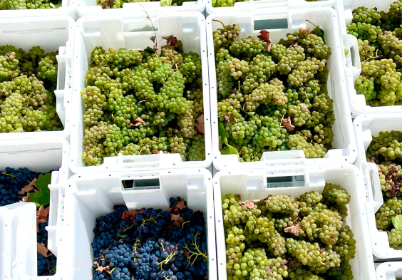 Bodega Callejo Weisswein Trauben