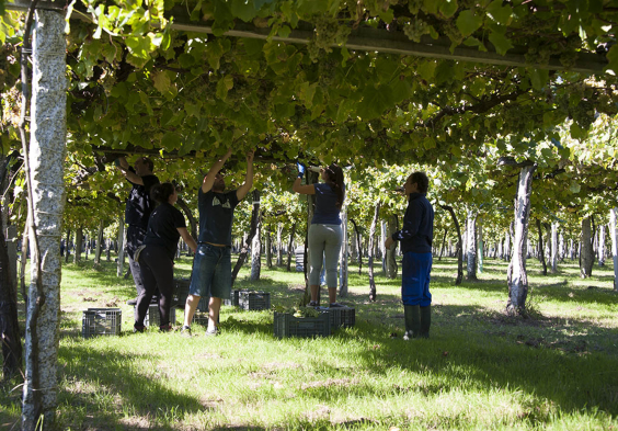 Bodegas Castro Martin Harvest 2
