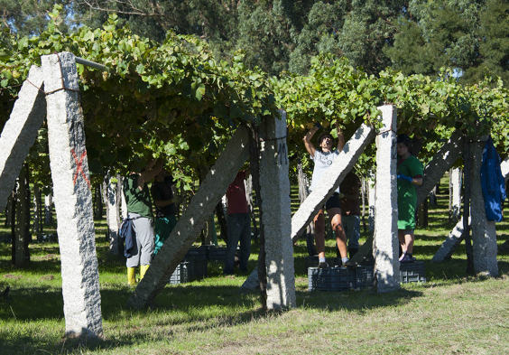 Bodegas Castro Martin Harvest