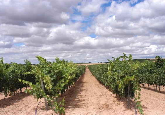 Bodegas Portia (2)