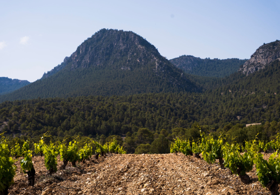 Bodegas Saura Landschaft Weingarten