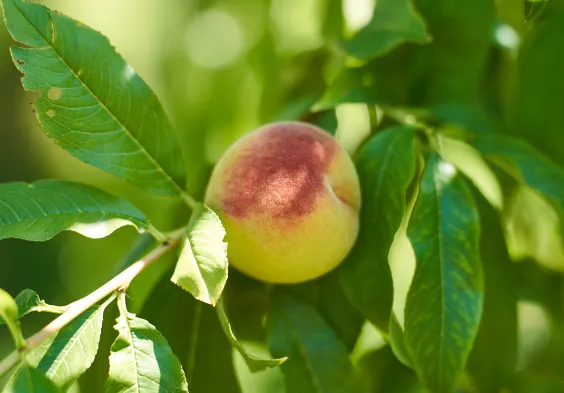 Canella 2022 Pfirsich