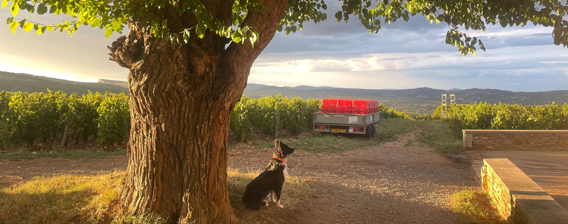 Großer Baum im Weinberg bei Sonnenuntergang, Hund sitzend im Schatten.