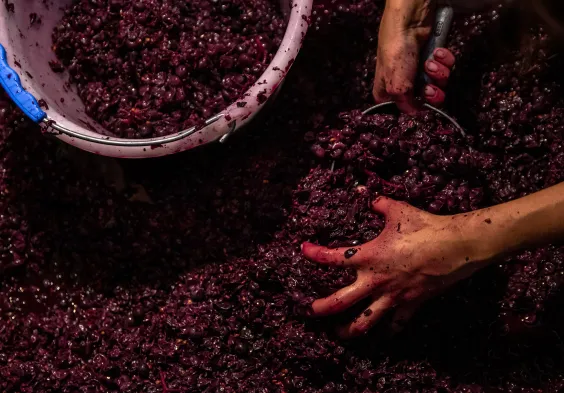 Chiara Condello Maische 3