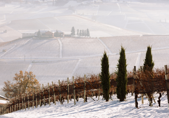 Gaja Vineyard Conteisa 1