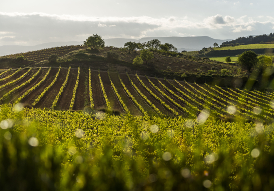 Gramona Landschaft Weingarten