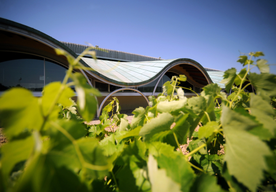 Gramona Weingut Reben