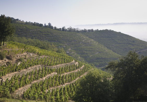 Guigal VINEYARDS 8