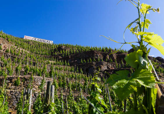 Guigal Vineyard Cote Rotie La Mouline