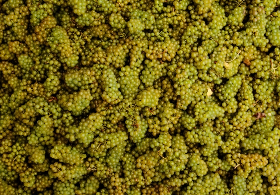 Gusbourne – Harvest 2