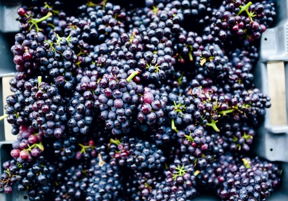 Gusbourne – Harvest 3