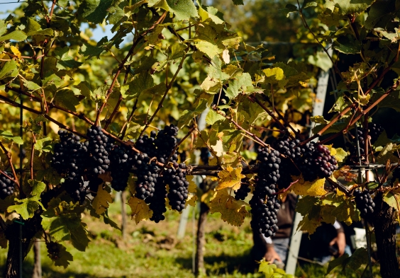 Gusbourne – Harvest 4