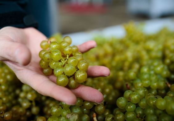 Gusbourne – Harvest