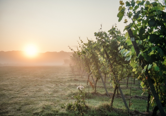 Gusbourne – Vineyard 2