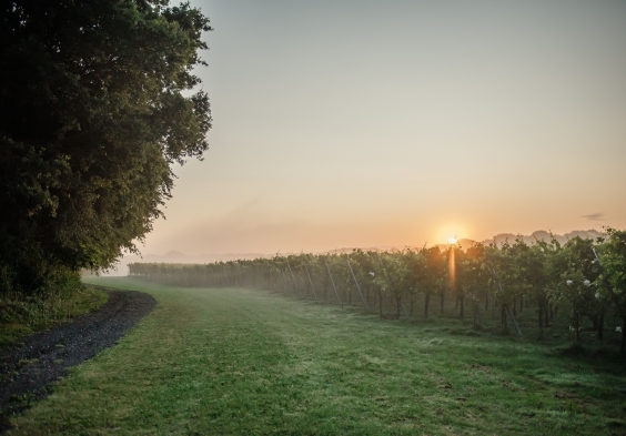 Gusbourne – Vineyard 3