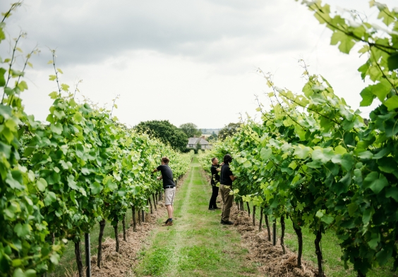 Gusbourne – Vineyard 4