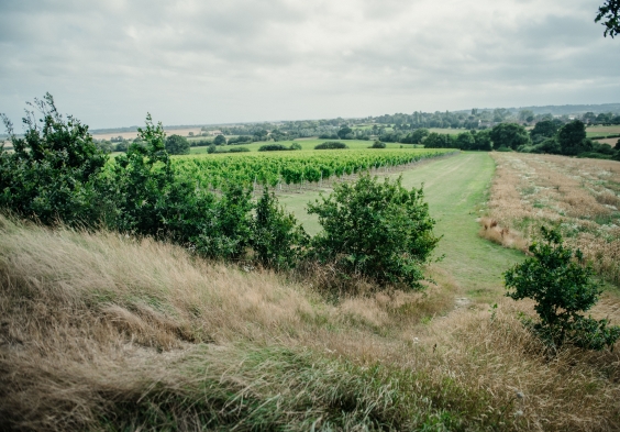 Gusbourne – Vineyard