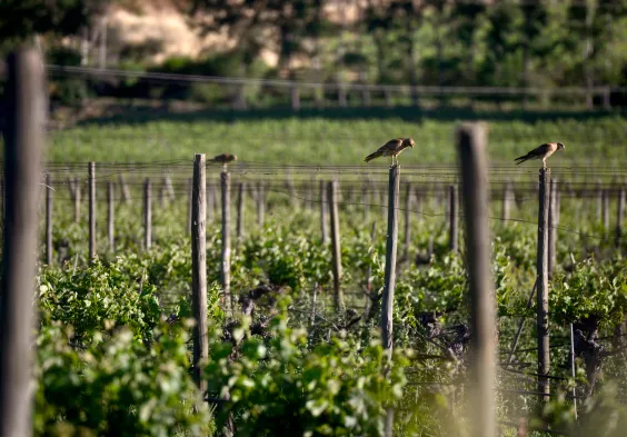 Haras de Pirque (10)