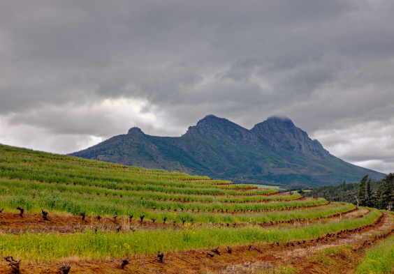 Kanonkop Vineyards Pinotage 1