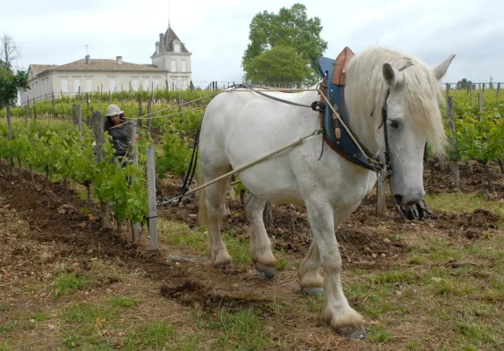 LEveche Cheval