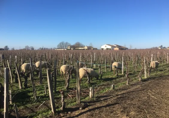 LEveche Moutons
