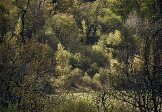 Laroque (11)