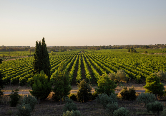 Les Domaines Robert Vic Weingarten
