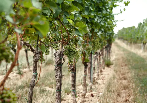 Markowitsch Impressionen7